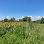 Sorghum, big bluestem, and partridge pea working together to provide high quality habitat for northern bobwhite and other wildlife.