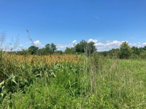 Sorghum, big bluestem, and partridge pea working together to provide high quality habitat for northern bobwhite and other wildlife.